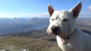 A West Highland Terrier Adventure  Midge Climbs Ben Lomond [upl. by Buchheim]