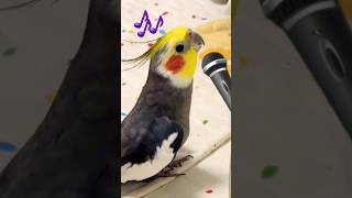 Adorable Cockatiel Larrys Cute Singing Performance 😍 🎶 🦜 🥰 cockatielscraze [upl. by Haman]