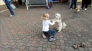 Havaneser  Hund spielt mit einem Mädchen [upl. by Annice]