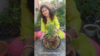 Chrysanthemum plant repotting with Kitchen waste  winter Flower plant repotting shorts [upl. by Nanerb]