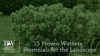 15 Proven Winners Perennials for the Landscape  Walters Gardens [upl. by Enilav]