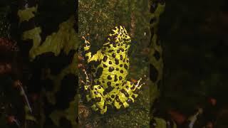 🐸●⁴•⁷ Oriental FireBellied Toads Bombina orientalis in FireBellied Toad Family Bombinatoridae [upl. by Shawna]