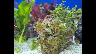 How to get macroalgae in your reef tank [upl. by Hullda610]