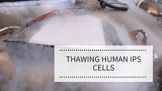 Thawing Human iPS Cells  REPROCELL [upl. by Okihsoy]