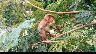 After swimming the baby monkey sat down to eat on a tree [upl. by Aciram231]