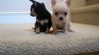 Teacup Chihuahua Puppies for Sale [upl. by Omolhs814]