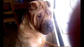 Shar pei Dog Looking out for a Cat [upl. by Lauro715]