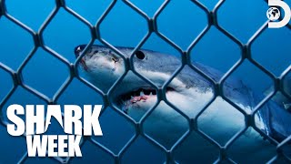 Most Thrilling Moments from Shark Week 2023  Discovery [upl. by Mcwherter]