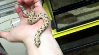 Quick Clip Anaconda Hognose Snake [upl. by Wira]