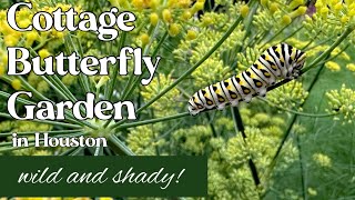 May 22nd 2024 cottage butterfly garden tour in Houston Texas zone 9B [upl. by Adnovahs]