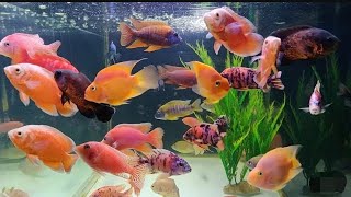 Cheapest fish aquarium in Noida delhi ncr😍 Fish tankall pets are available at lowest price [upl. by Nahttam]