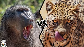 Baboon VS Leopard  What Happens When These Animals Come Face To Face [upl. by Onitram20]