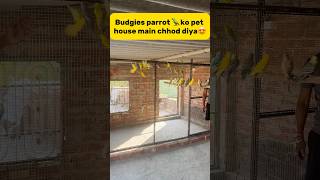 Budgies parrot 🦜 ko new pet house main chhod diya😍 petlover pigeon kabutar budgies parrot [upl. by Ainevul]