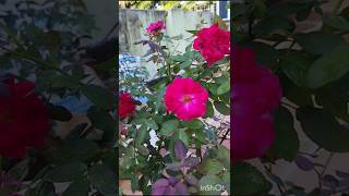 Rose care Tipsgardening video [upl. by Sephira]