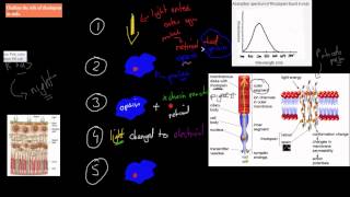 C43 Rhodopsin in Rods HSC biology [upl. by Donelson]