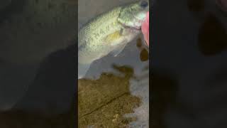 Sub if you love fishing fishing baitmaking bassfishing [upl. by Shargel]