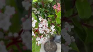 Viburnum tinus Eve Price  Evergreen Shrub [upl. by Halsey]