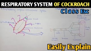 Cockroach Respiratory System  Gaseous Exchange In Cockroach  Class 11 Biology [upl. by Welton]