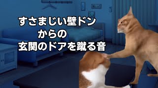 賃貸選びで失敗した話 猫ミーム 猫マニ [upl. by Nil]