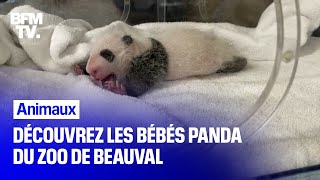 Découvrez les bébés pandas du Zoo de Beauval [upl. by Yanehc]