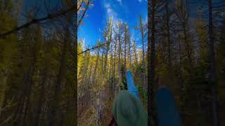 larch explorecanada hikingcanada canadaadventure autumncolors naturalattractions explorebc [upl. by Shrier629]