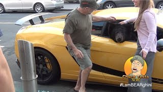 Bear in a Lamborghini  Chuck Testa [upl. by Eniaral178]