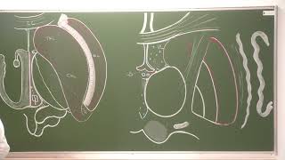 Neuroanatomie 13  Noyaux gris centraux cérébraux morphologie et fonctionnement Basal nuclei [upl. by Ambrosi]