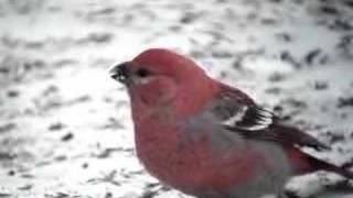 Pine Grosbeaks and Redpoll [upl. by Aicelav]