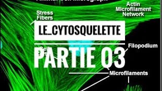 Le cytosquelette partie 03 [upl. by Dionisio]