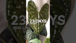 Anthurium Luxurians new leaf timelapse 🎥🪴 [upl. by Guthrie984]