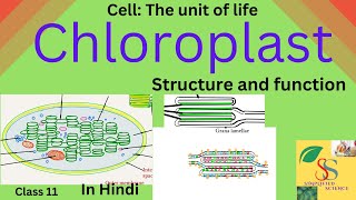 Chloroplast Structure and Functionclass 11 in Hindi [upl. by Giavani]