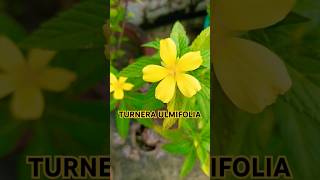 Turnera ulmifoliareels flowers trendingshortviral🌼🌸💛🧡 [upl. by Ycul]