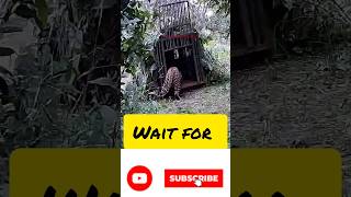 Tiger funny video comedy videos shortsvideo [upl. by Atnauqal]