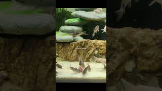 Corydoras Eat Blood WormsAlbinocorydorasBronzeCorydorasPepperedcorydorasPandaAquascapeAquarium [upl. by Eeima]