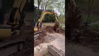 Mini excavator ripping stumps landscaping hardscape diy caterpillar landscape [upl. by Simpkins341]