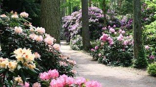 Der Rhododendronpark Gristede [upl. by Desdemona]