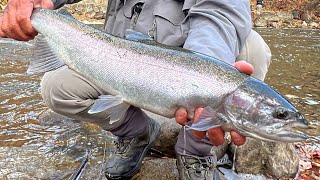 2024 Fall Steelhead Fishing steelheadfishing fishingvideo [upl. by Naziaf]