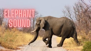 elephant screaming sounds  elephant sounds real [upl. by Saberio]