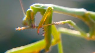 Praying Mantis HD Alien Bug Mantis Mantodea AWESOME BUGS [upl. by Obaza601]