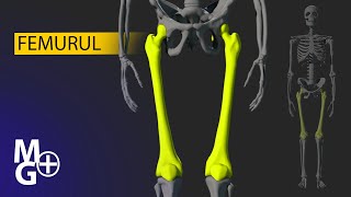 FEMURUL CursPrezentare 3D Anatomie [upl. by Leavitt260]