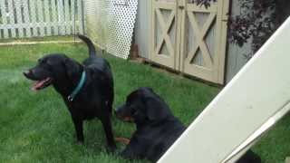 Rottweiler Playing With Labrador Retriever [upl. by Dorreg]