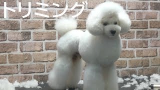 Poodle Grooming はくちゃん久しぶりのトリミング [upl. by Bertrand214]