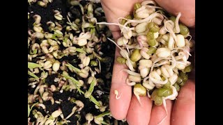 Micropousses germinations  comprendre la différence [upl. by Oniger]