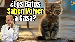 💔 ¿LOS GATOS SABEN VOLVER A CASA 💔 [upl. by Presley]