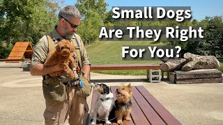 Small Dogs  Are They Right For You [upl. by Dustin]