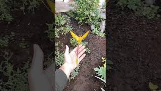 Amazing Beautiful butterfly🦋🦋 butterflyshortvideoshorts [upl. by Leunam358]