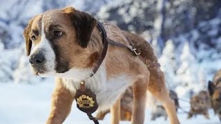 Best Action Movies 2021  Brave Dog  Best Hollywood Action Movie Of All Time 2021 [upl. by Goren]