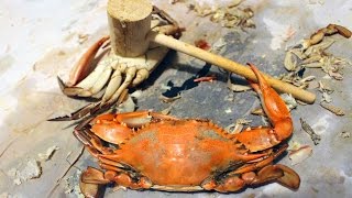 BLUE CRABS How to catch crabs  How to cook and eat crabs [upl. by Nawuj]