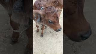 devaanshi Apne bacche ke sath khelte hue 🐄🐄🐄🐄🐄🐄🐄😘😘😘😘😋3 [upl. by Nitsew978]