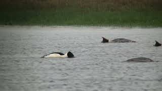 Goosander Grote zaagbek Dalfsen The Netherlands Luuk Punt 240221 1 [upl. by Rives]